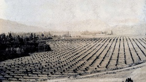Orchards